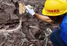 The first pandemic? Scientists find 214 ancient pathogens in prehistoric DNA