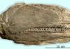 Large-mouthed fish was top predator after mass extinction