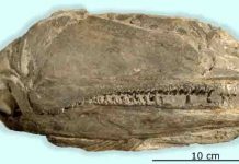 Large-mouthed fish was top predator after mass extinction