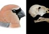 New bird that humans drove to extinction discovered in Azores