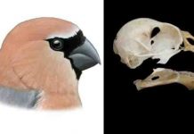 New bird that humans drove to extinction discovered in Azores