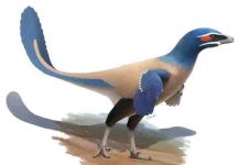 New species of dinosaur named after Canadian icon