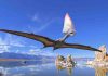 Paleontologists solve pterosaur pelvis puzzle