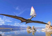 Paleontologists solve pterosaur pelvis puzzle