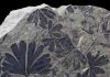 Through fossil leaves, a step towards Jurassic Park