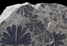 Through fossil leaves, a step towards Jurassic Park