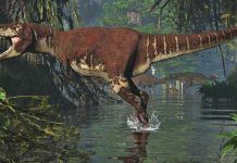 Using step width to compare locomotor biomechanics between dinosaurs and modern bipeds