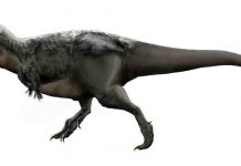 Why Tyrannosaurus was a slow runner and why the largest are not always the fastest