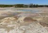 Why does a Yellowstone microorganism prefer meager rations over rich ones?