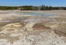 Why does a Yellowstone microorganism prefer meager rations over rich ones?