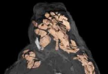 3D scanning methods allow an inside look into fossilized feces