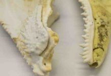 400-million-year-old fish fossil reveals jaw structure linked to humans