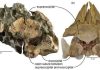 A potential breeding site of a Miocene era baleen whale