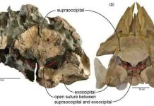 A potential breeding site of a Miocene era baleen whale