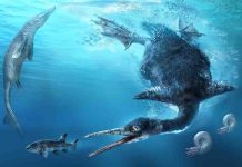 Amateur collectors in Japan discover country’s first and oldest fossil diving bird