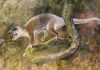 Cenozoic carnivore from Turkey may have evolved without placental competitors