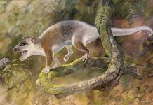 Cenozoic carnivore from Turkey may have evolved without placental competitors