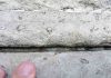 Cretaceous snails conceal themselves in monuments in Madrid
