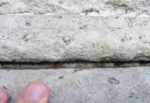 Cretaceous snails conceal themselves in monuments in Madrid