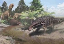 Despite heavy armor, new dinosaur used camouflage to hide from predators