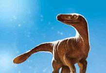 Dino hips discovery unravels species riddle