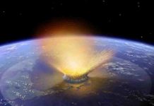 Dino-killing asteroid’s impact on bird evolution