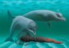 Dolphin that existed along South Carolina coast long ago