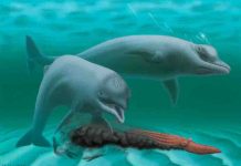 Dolphin that existed along South Carolina coast long ago