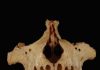 Extinction mystery solved? Evidence suggests humans played a role in monkey’s demise in Jamaica