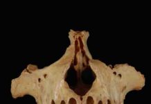 Extinction mystery solved? Evidence suggests humans played a role in monkey’s demise in Jamaica