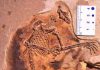 First winged mammals from the Jurassic period discovered
