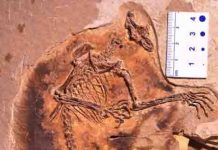 First winged mammals from the Jurassic period discovered