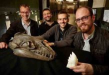 Fossil whales’ teeth shows what ferocious predators they were