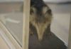 Fossils reveal how bizarre mammal beat extinction