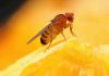 Fruit fly mutation foretells 40 million years of evolution