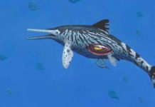 Largest Ichthyosaurus was pregnant mother say Palaeontologists