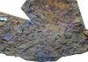 Meadow of dancing brittle stars shows evolution at work