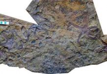 Meadow of dancing brittle stars shows evolution at work