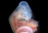 Mechanisms explaining positional diversity of the hindlimb in tetrapod evolution