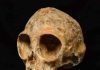 New 13-million-year-old infant skull sheds light on ape ancestry