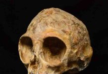 New 13-million-year-old infant skull sheds light on ape ancestry
