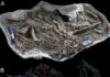 New dinosaur discovery suggests new species roosted together like modern birds