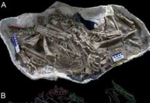 New dinosaur discovery suggests new species roosted together like modern birds