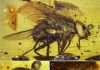 New fly fossil sheds light on the explosive radiation of flies during the Cenozoic Era