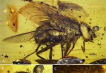New fly fossil sheds light on the explosive radiation of flies during the Cenozoic Era