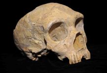 New look at archaic DNA rewrites human evolution story