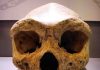 Origin of human genus may have occurred by chance