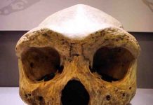 Origin of human genus may have occurred by chance