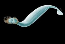 Scientists Identify tiny prehistoric sea worm with 50 head spines
