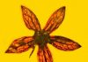 Seven complete specimens of new flower, all 100 million years old